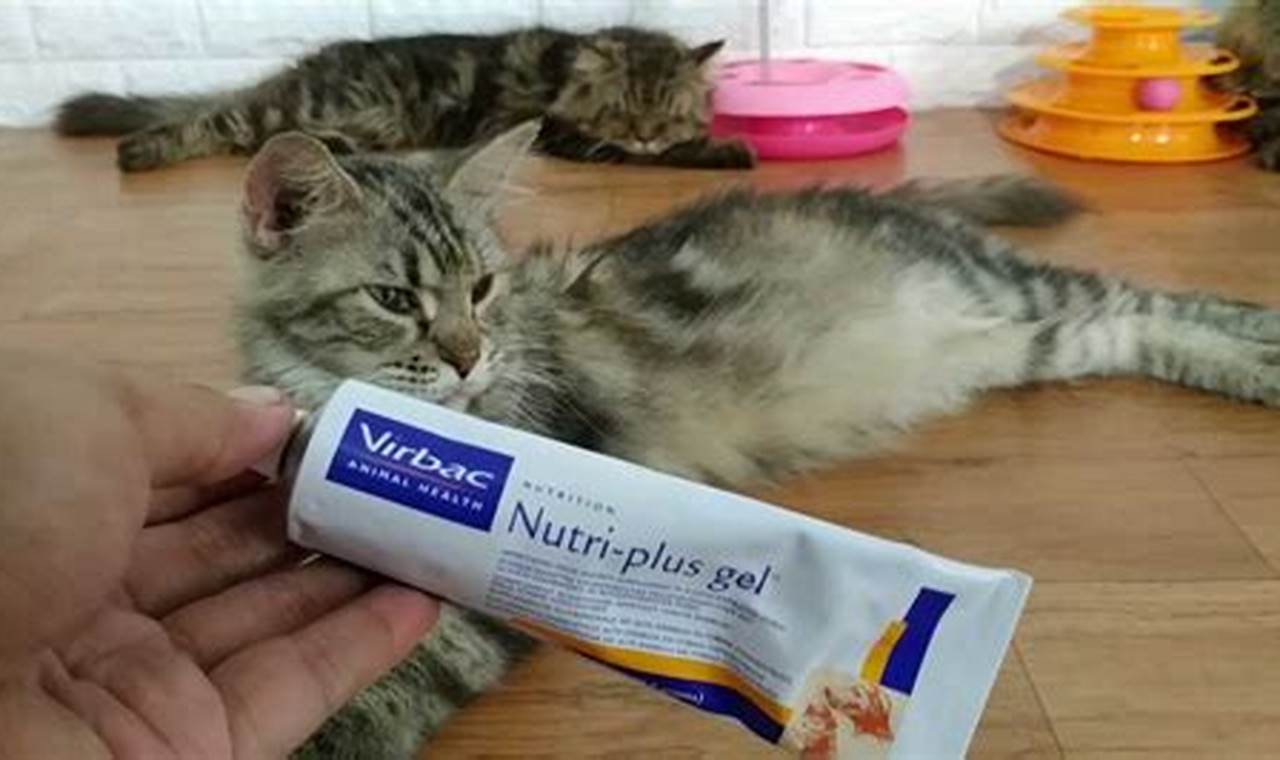 cara mengatasi kucing mencret